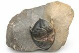 Bargain, Zlichovaspis Trilobite - Atchana, Morocco #224394-1
